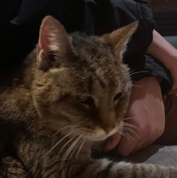 Meet your Posher, Miley - Picture 1 of 1